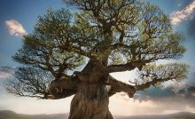 Growth Tree