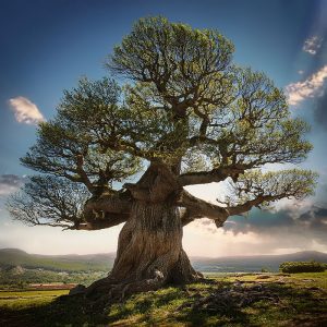 Growth Tree