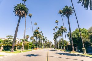Palm Tress Los Angeles